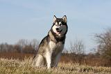 ALASKAN MALAMUTE 804